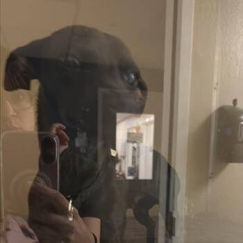 Magyk -  Chihuahua and Dachshund Dog for Adoption in Tempe, Arizona - Magyk | PetCurious