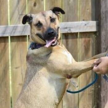 Brittany -  Black Mouth Cur and Shepherd Dog for Adoption in Willis, Texas - Brittany | PetCurious