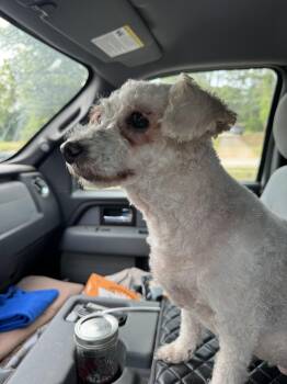 Poodle Dogs Available for Adoption in Cumming, Georgia - Simone | PetCurious
