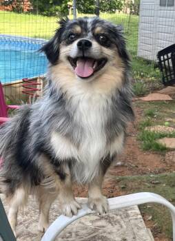 Pomeranian Dogs Available for Adoption in Garland, Texas - Louis | PetCurious