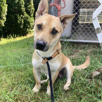 Wilco -  Mixed Breed Dog for Adoption in Mishawaka, Indiana - Wilco | PetCurious