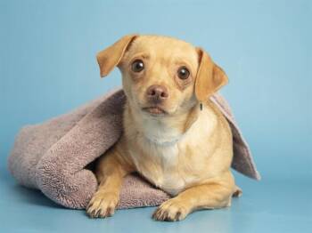 Chihuahua Dogs Available for Adoption - BELLE | PetCurious