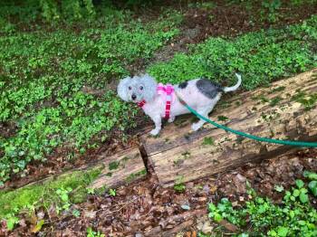 Mia -  Mixed Breed Dog for Adoption in Hyde Park, New York - Mia | PetCurious