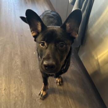 Shepherd Dogs Available for Adoption - CT Kash | PetCurious