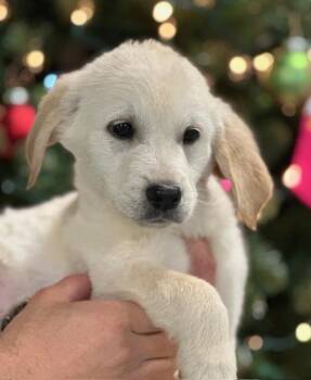 Glogg -  Mixed Breed Dog Available for Adoption in Elmsford, New York - Glogg | PetCurious