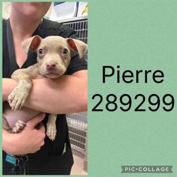 PIERRE -  Mixed Breed Dog for Adoption in Macon, Georgia - PIERRE | PetCurious