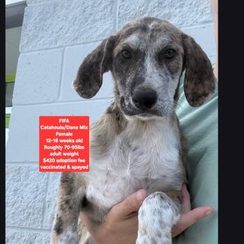 FIFA -  Catahoula Leopard Dog and Great Dane Dog for Adoption in Oviedo, Florida - FIFA | PetCurious