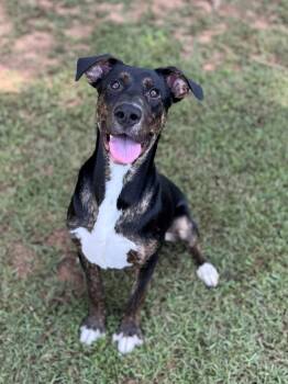 Rescue Hound Dogs for Adoption - George | PetCurious