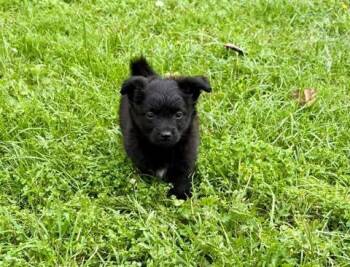 Pomeranian Dogs Available for Adoption in Wichita Falls, Texas - Nico | PetCurious