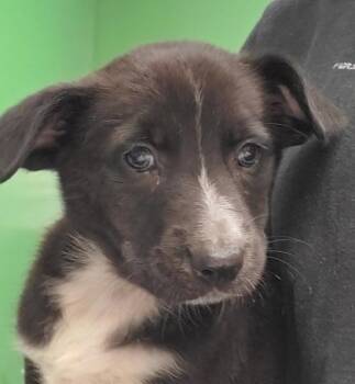 German Shepherd Dog and Mixed Breed Dogs Available for Adoption in Kansas City, Missouri - Honey Combs | PetCurious