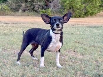Hailey -  Chihuahua Dog for Adoption in Helotes, Texas - Hailey | PetCurious