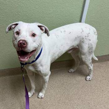Yanick -  Pit Bull Terrier and Mixed Breed Dog for Adoption in Olathe, Kansas - Yanick | PetCurious