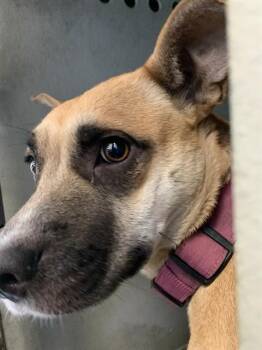 TOFFEE -  German Shepherd Dog Dog for Adoption in San Jose, California - TOFFEE | PetCurious