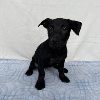 Purse -  Labrador Retriever and Shepherd Dog for Adoption in Carencro, Louisiana - Purse | PetCurious