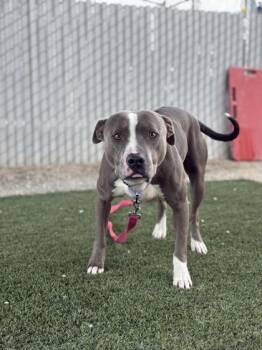 Hippolatomus -  Pit Bull Terrier and Mixed Breed Dog for Adoption in Fresno, California - Hippolatomus | PetCurious