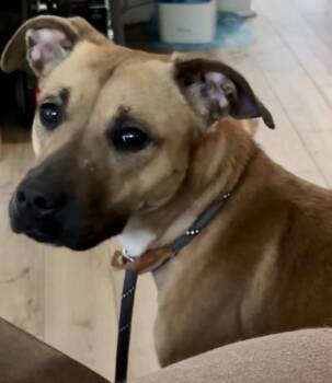 Rescue Black Mouth Cur and Shepherd Dogs for Adoption in Vallonia, Indiana - Maisie | PetCurious