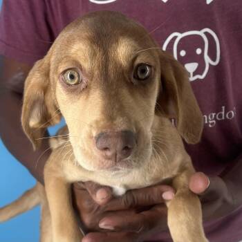 Rescue Australian Shepherd and Coonhound Dogs for Adoption in Brookshire, Texas - Gigi - Local Dec 19-21 | PetCurious