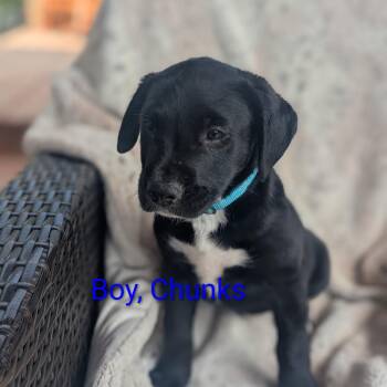 Labrador Retriever Dogs Available for Adoption in Houston, Texas - Chunks | PetCurious
