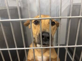 Peach Ring -  Mixed Breed Dog for Adoption in West Chester, Pennsylvania - Peach Ring | PetCurious