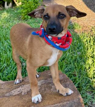 Chihuahua and Terrier Dogs Available for Adoption - Outgoing QZZIE - A Little Friend To Everyone! | PetCurious