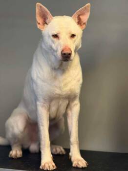 Buzz -  German Shepherd Dog and Labrador Retriever Dog Available for Adoption in Winchester, Indiana - Buzz | PetCurious