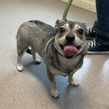 Mini Mush -  Chihuahua Dog for Adoption in Pasadena, California - Mini Mush | PetCurious