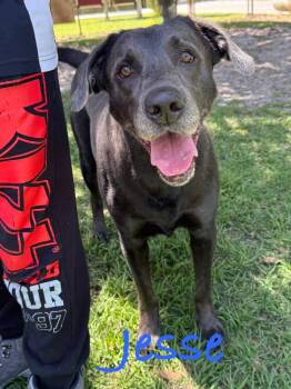 Jessie -  Labrador Retriever Dog for Adoption in Fort Pierce, Florida - Jessie | PetCurious