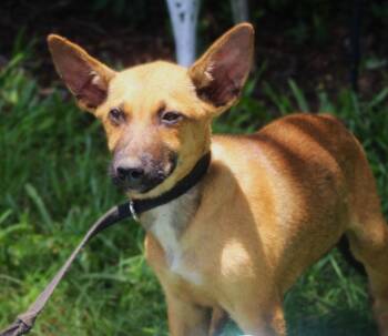 Trooper-12 weeks-Neuter Contract Required $425 -  German Shepherd Dog and Belgian Shepherd Malinois Dog for Adoption in Holly Hill, South Carolina - Trooper-12 Weeks-Neuter Contract Required $425 | PetCurious