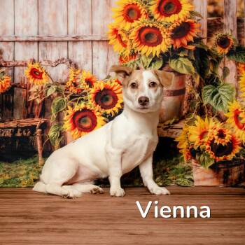 Vienna -  Corgi and Jack Russell Terrier Dog for Adoption in Oak Ridge, Tennessee - Vienna | PetCurious