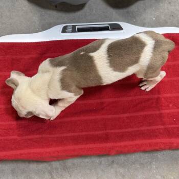 Black Panther -  Mixed Breed Dog for Adoption in Las Cruces, New Mexico - Black Panther | PetCurious