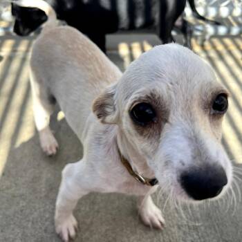 Mars -  Chihuahua Dog for Adoption in Monticello, Iowa - Mars | PetCurious