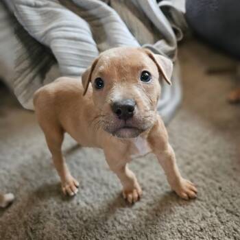 Piglet-13 -  American Staffordshire Terrier Dog for Adoption in Jasper, Indiana - Piglet-13 | PetCurious