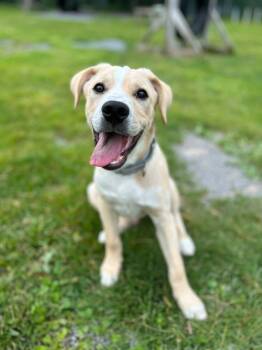 Biscuit -  Labrador Retriever Dog for Adoption in Howes Cave, New York - Biscuit | PetCurious