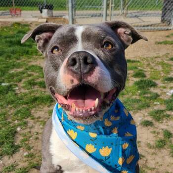 NEVAEH -  Staffordshire Bull Terrier and Mixed Breed Dog for Adoption in Indianapolis, Indiana - NEVAEH | PetCurious