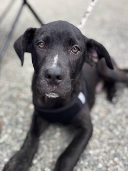 Aster -  Pit Bull Terrier Dog for Adoption in Richmond, Virginia - Aster | PetCurious