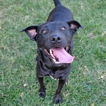 Rescue Labrador Retriever Dogs for Adoption in Beaumont, Texas - Batman | PetCurious