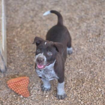 Jack JuM -  Australian Cattle Dog Blue Heeler and Mixed Breed Dog for Adoption in Austin, Texas - Jack JuM | PetCurious