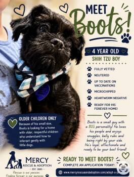Boots Toots Boogie -  Shih Tzu Dog for Adoption in North Vernon, Indiana - Boots Toots Boogie | PetCurious