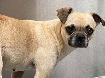 CATE -  Pug Dog for Adoption in Tustin, California - CATE | PetCurious
