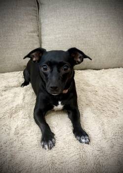 Rescue Terrier and Chihuahua Dogs for Adoption in Oakley, California - Dakota | PetCurious
