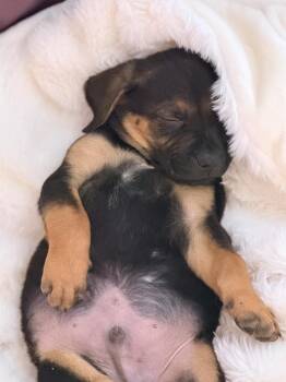 Labrador Retriever and Mixed Breed Dogs Available for Adoption - Mocha | PetCurious