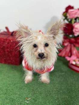 Yorkshire Terrier and Mixed Breed Dogs Available for Adoption - Vinny | PetCurious