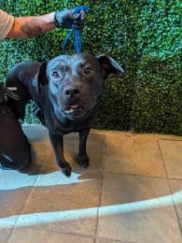 61752396 -  Mixed Breed Dog for Adoption in El Paso, Texas - 61752396 | PetCurious