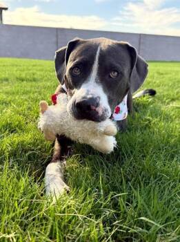 Major Virgil Goofball -  Pit Bull Terrier and American Staffordshire Terrier Dog for Adoption in Friendswood, Texas - Major Virgil Goofball | PetCurious