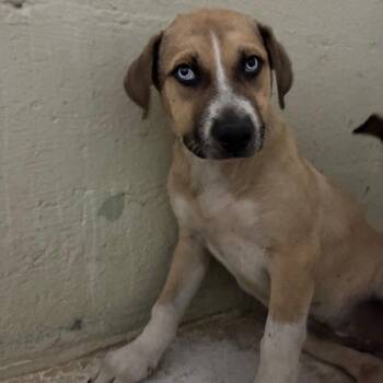 Bumble -  Husky and Mixed Breed Dog for Adoption in Eureka Springs, Arkansas - Bumble | PetCurious
