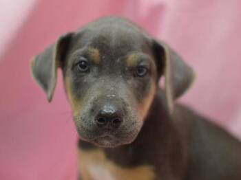 Capuchin -  Shepherd Dog for Adoption in Portland, Oregon - Capuchin | PetCurious
