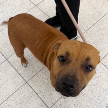 Boxer Dogs Available for Adoption - Gia | PetCurious