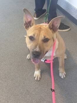 Rescue Mixed Breed Dogs for Adoption in West Chester, Pennsylvania - Butterscotch | PetCurious