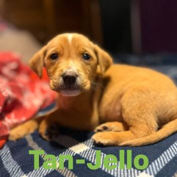 Rescue Labrador Retriever Dogs for Adoption in Myrtle Beach, South Carolina - Tan-Jello | PetCurious