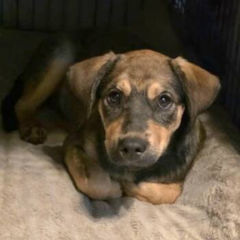 Rootbeer -  Terrier and Mixed Breed Dog for Adoption in Corpus Christi, Texas - Rootbeer | PetCurious